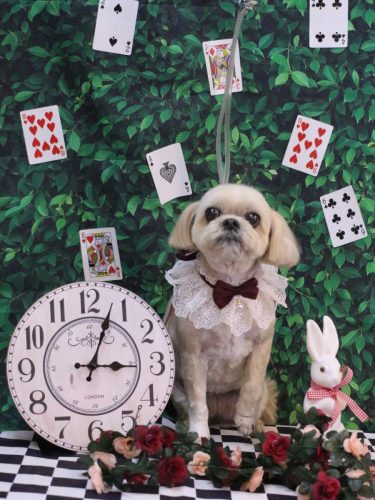 20250418モカちゃん